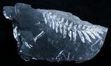 Fossil Seed Fern Plate - Pennsylvania #3640-1